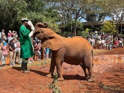 Visite de l'orphelinat des éléphants et du centre des girafes avec options