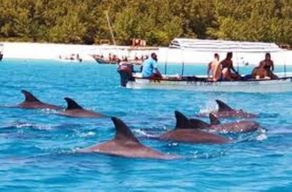 Zanzibar : atoll de Mnemba, excursion avec dauphins et plongée en apnée