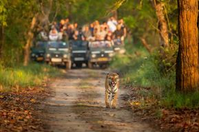 Katmandou/Pokhara : safari de 3 jours dans la jungle de Chitwan