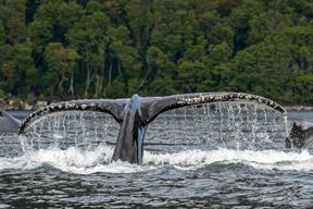 Punta Arenas : Visite d'une jounée des baleines, des pingouins et des glaciers
