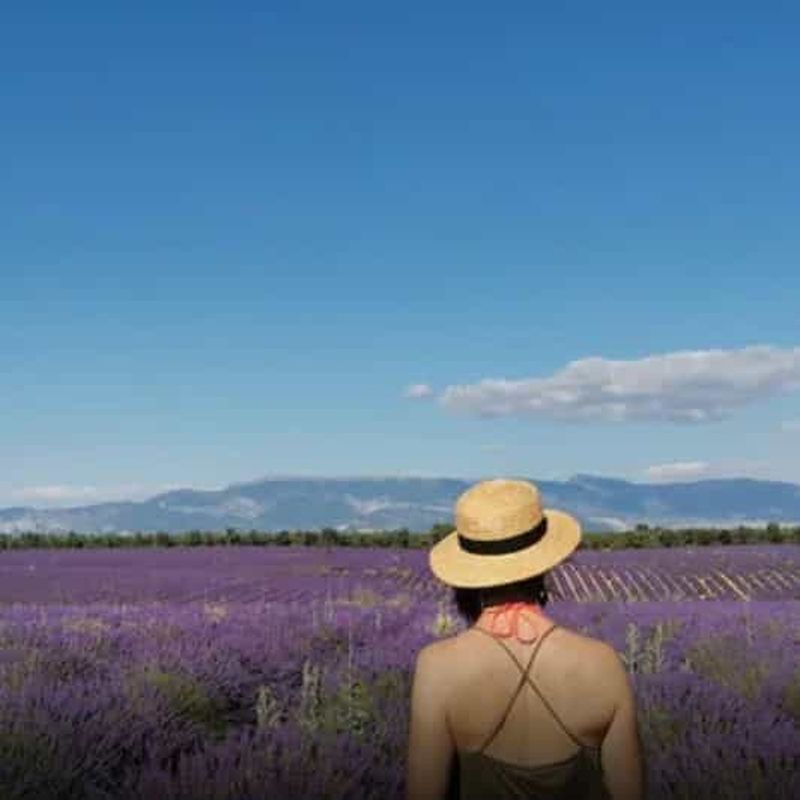 Valensole : Visite d'un domaine viticole et d'une ferme de lavande