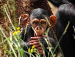 Billet d'entrée pour le ZOO d'Anvers