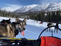 Whitehorse : aventure en traîneau à chiens avec chocolat chaud