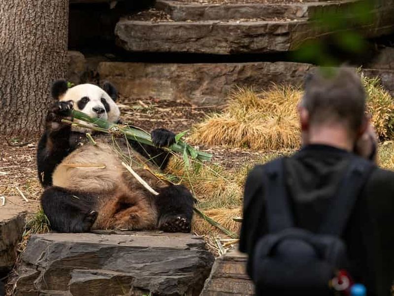 Visite « Panda & Friends » et une journée au zoo d'Adélaïde