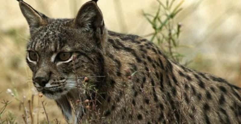 Depuis Séville : Doñana, El Rocio et la plage de Matalascañas