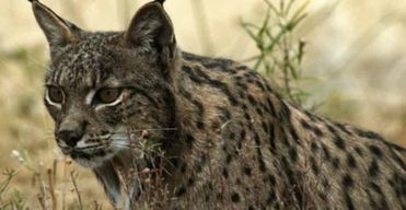 Depuis Séville : Doñana, El Rocio et la plage de Matalascañas