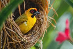 Dar es Salaam : circuit de 5 jours dans la réserve animalière de Selous et à Kilwa