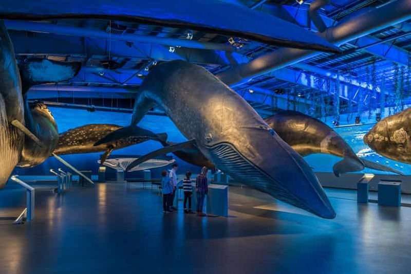 Reykjavik : Billet d'entrée pour le musée des baleines d'Islande