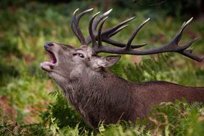 Londres : promenade guidée et photographie dans Richmond Park