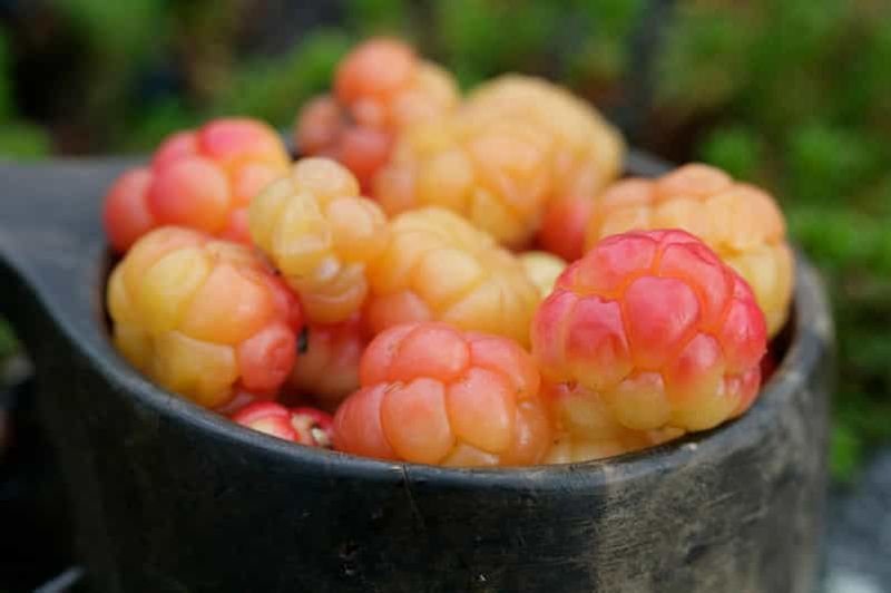Rovaniemi : excursion cueillette de baies et de champignons avec crêpes