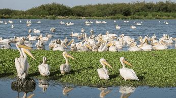 Addis-Abeba : Circuit de 6 jours dans le parc national d'Abijata Shalla et les montagnes de Bale