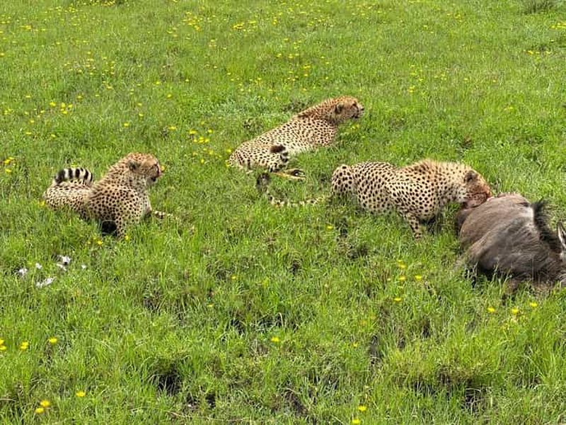 Mombasa : Excursion d'une journée dans le parc national de Tsavo Est avec déjeuner