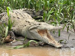Rivière Tarcoles : Safari dans la jungle pour observer les crocodiles et les oiseaux