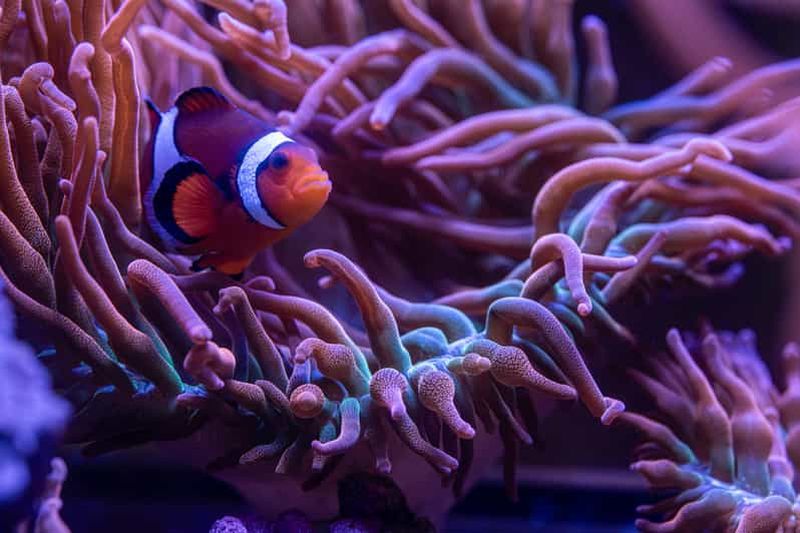 Billet d'entrée au New York Aquarium