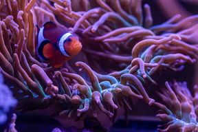 Billet d'entrée au New York Aquarium