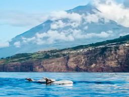 Île de Pico : observation des baleines au large de Lajes do Pico