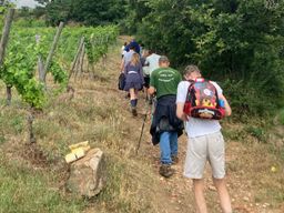 Randonnée & Vin en Coteaux Côte-Rôtie ou Condrieu