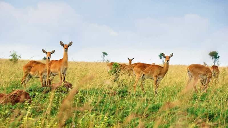 Kampala : Safari de 3 jours aux chutes Murchison