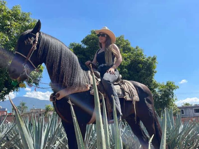 Depuis Guadalajara : la ville de la tequila et Cantaritos El Guero