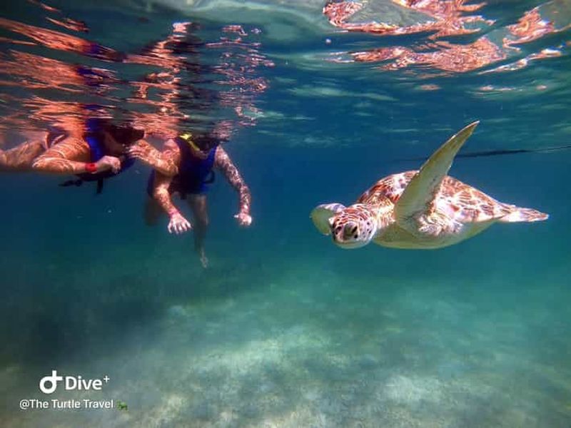 Akumal : visite guidée avec plongée libre parmi les tortues et photos