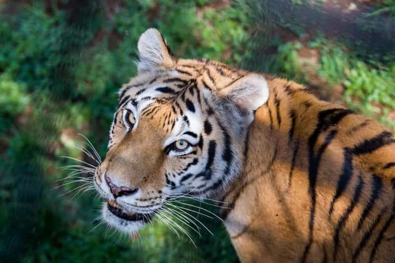 Billets d'entrée au zoo de Johannesburg