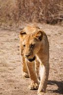Excursion d'une journée au parc national de Mikumi depuis Zanzibar, avec vols et déjeuner