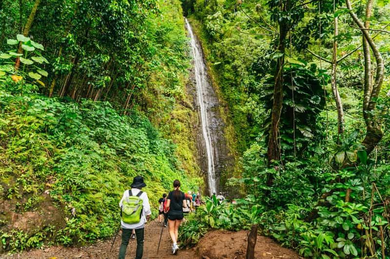 Oahu : Randonnée aux chutes d'eau de Manoa Falls avec déjeuner et transferts