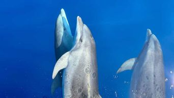 Kamiros Skala : expérience de la vie marine et île d'Alimia