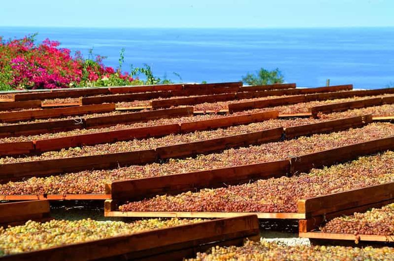 Salina : dégustation de vins et brunch dans un domaine à Malfa