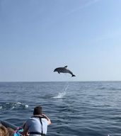 Faro : Observation des dauphins et de la faune dans l'océan Atlantique
