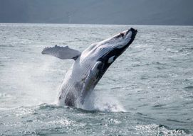 Húsavík : observation des baleines – Entreprise familiale avec sièges intérieurs