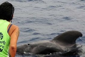Los Cristianos : safari respectueux des baleines et dauphins