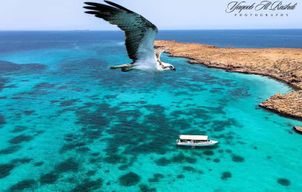 Depuis Al-Seeb : Excursion en bateau dans les îles Dimaniyat avec plongée en apnée
