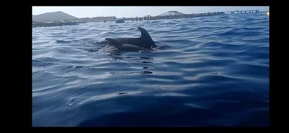 Los Cristianos : Kayak et plongée avec tuba avec la faune marine, eau, fruits, photos, OSEZ !