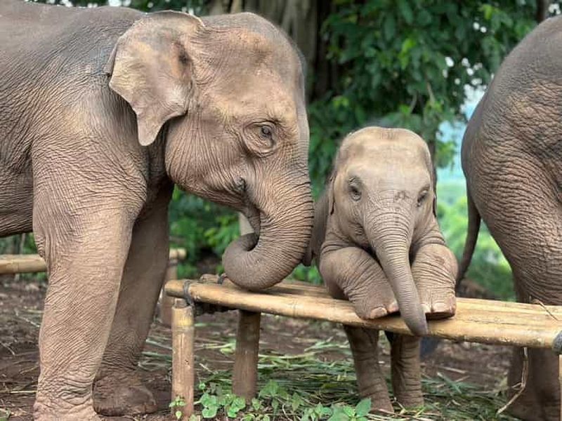 Chiang Mai : sanctuaire d'éléphants, cascade et rafting en bambou
