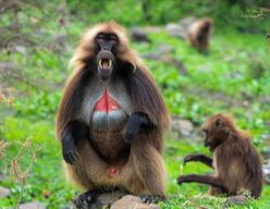 Addis-Abeba : visite de Debre Libanos, des gorges du Nil Bleu et des grottes