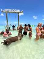 Nassau : Cochons, plongée en apnée, tortues, déjeuner, club de plage privé