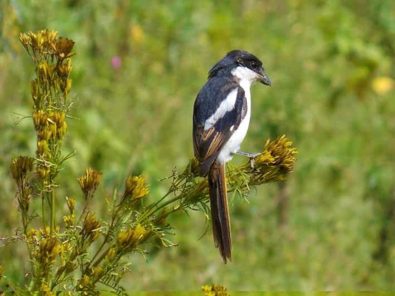 SAFARI DE NUIT AU LAC NAKURU ET AU LAC BOGORIA