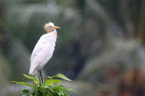 Ubud : visite privative, temple de Gunung Kawi et cascade