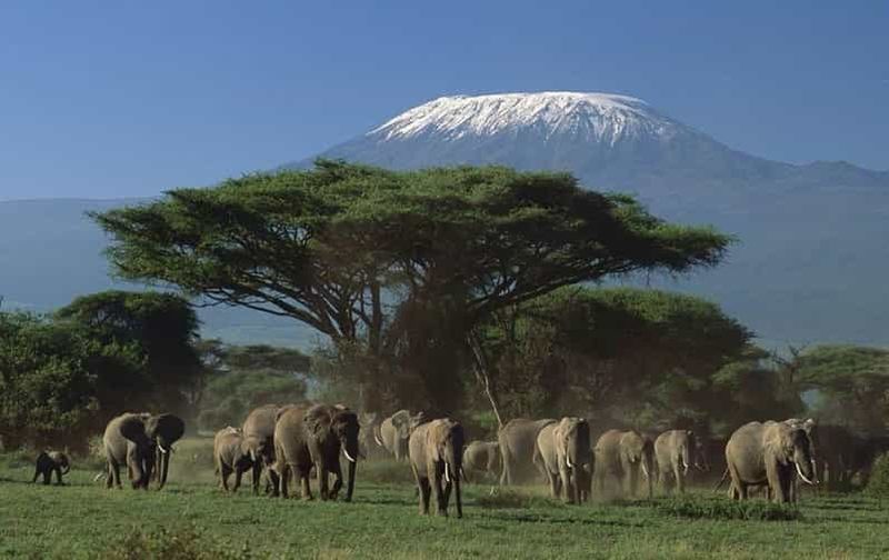 3 jours de safari à Tsavo East et Amboseli au départ de Diani/Mombasa