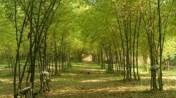 Visite d'une jounée à Albay Bicol par ZCHEDULISTA