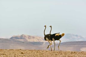 Visite d'une journée : paysage, montagnes et faune du parc de Namib-Naukluft