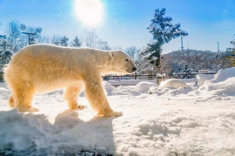 Hokkaido : Zoo d'Asahiyama, Furano et terrasse de Ningle