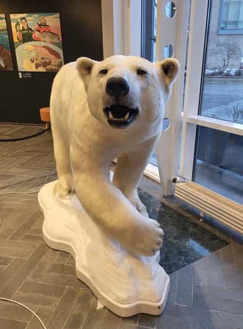 Tromsø : promenade guidée à la découverte des ours polaires, avec visite du Polaria et du musée polaire