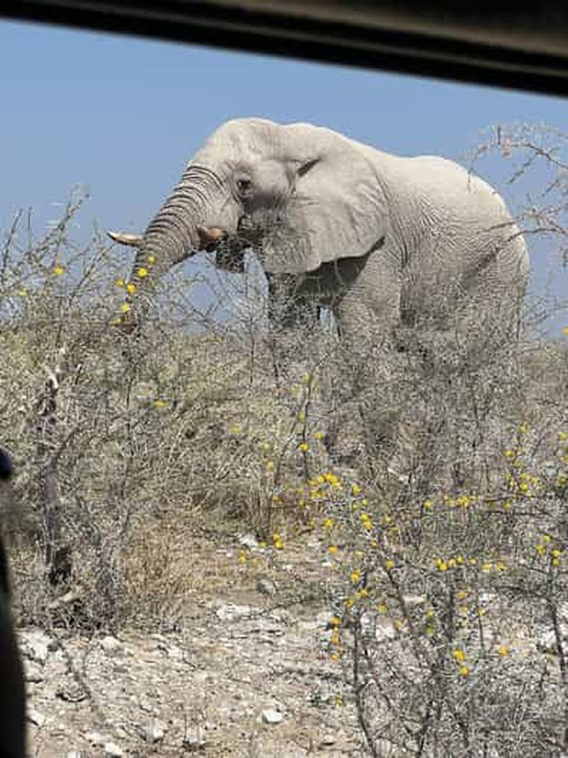 Au départ de Windhoek : 3 jours à Etosha avec hébergement en lodge