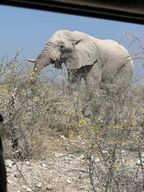 Au départ de Windhoek : 3 jours à Etosha avec hébergement en lodge