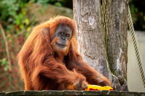 Billet d'entrée pour le ZOO de Planckendael (Malines)