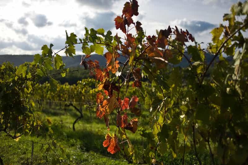 Arezzo : Expérience de dégustation de vin dans le Val di Chiana
