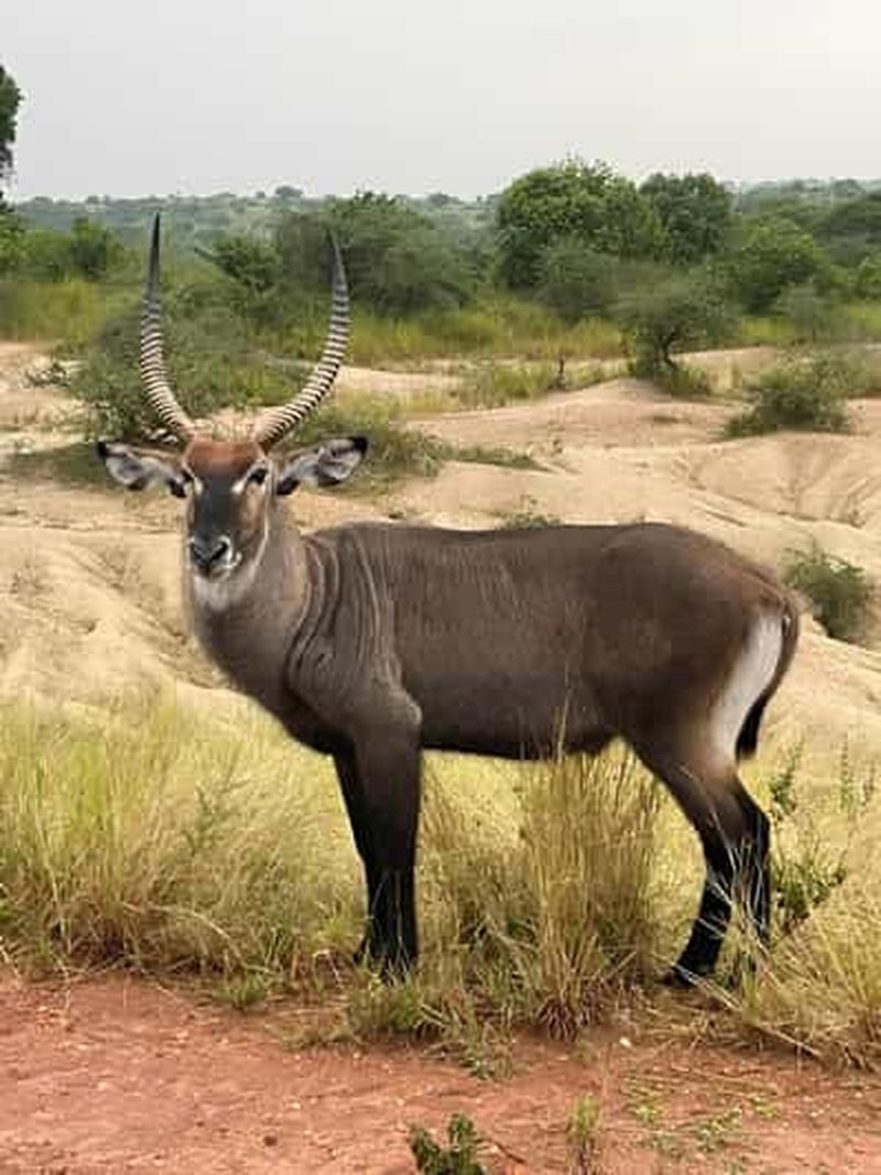 Ouganda : safari d'une journée au parc des chutes Murchison avec croisière