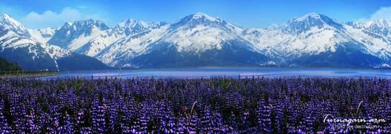 Depuis Anchorage : Alaska Wildlife Center et excursion dans le bras de Turnagain